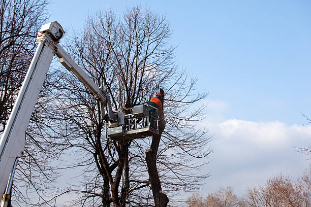 Best Leaf Removal  in Chatmoss, VA